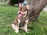 French bulldog köpeği