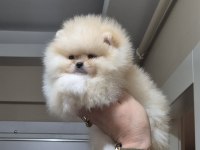 Orijinal Irk Pomeranian Boo Sıfır Burun