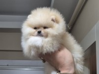 Orijinal ırk pomeranian boo sıfır burun