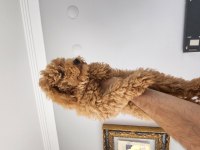 Evde bakılan çok akıllı poodle yavru