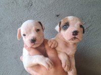 3 aylık boxer yavrularım