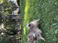 Pomeranian 4 aylık