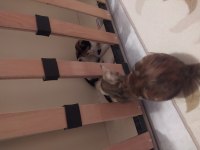 4 aylık dişi yavru kediler