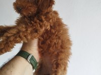 Safkan Red Brown Toy Ve Kore Dişi Poodle Yavrular