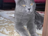 2 Yaşında Oğlumuz Mia Yeni Yuvasını Arıyor Scottish Fold