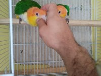 Evcil DNA belgeli caique takım