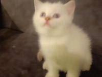 Safkan British shorthair son yavru