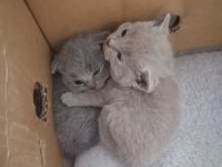 british shorthair