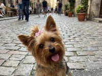 Çok sevecen akıllı prenses köpeğimiz