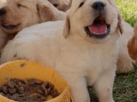 GOLDEN RETRİEVER YAVRULARI