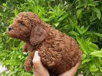 Toy poodle yavrular teslime hazır