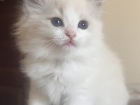 Ragdoll Yavruları