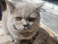 8 AYLIK ERKEK KEDİMİZ