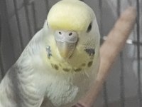 1 rainbow dişi 2 show jumbo erkek 1 show dişi muhabbet kuşu