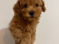 TOY POODLE BEBEKLER