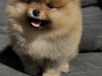 Dişi orange pomeranian bebeğim yeni yuvaya hazır