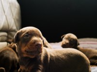 Kaliteli King Doberman Kızı Siyah Yavrular