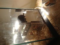 Suriye hamsterı