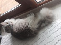 8 aylık lilac renkli erkek british longhair