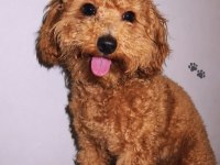9 aylık toy poodle