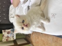 Safkan iran kedisi bebekler