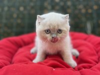 Biblo scottish fold blue point yavrular