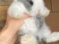 VETERİNERDEN HOLLANDA LOP MİNİLOP CÜCE TAVŞAN YAVRULAR