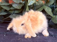 SAFKAN HOLLANDA TEDDY LOP TAVŞANLAR