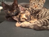 ACİL YUVA KEDİMİZE