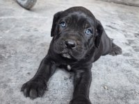 Orjinal Cane Corso Dişi Yavrularımız