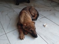 Sahibinden bakımlı köpeğimiz