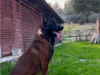 KIF/FCI A şecereli malinois köpeklerimiz ailelerine hazır