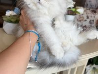 British longhair silver ns11