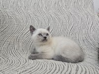 Blue point british shorthair erkek yavru