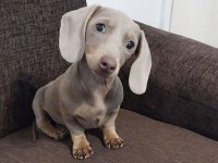 ISABELLA AND TAN DACSHUND BEBEKLER ÇİFTLİĞİMİZDEN