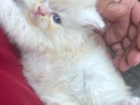 Chinchilla Yavru Kediler İki Aylık