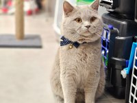 Koca kafalı british shorthair oğlum