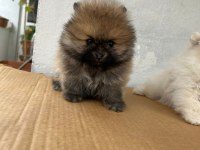 Pomeranian yavrularımız