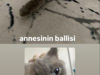 2 yaşında kedimizi sahiplendirme