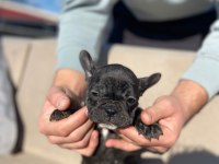 HASKAN FRENCH BULLDOG YAVRULARIMIZI SAHİPLENDİRİYORUZ