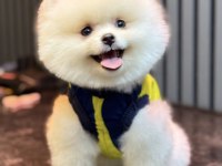 Gülen Yüz Ayı Surat Erkek Pomeranian Boo