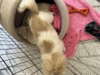 Akıllı ve oyuncu köpeğim yeni yuvasını arıyor