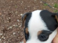 2 aylık Jack Russell safkan