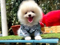 Safkan Pomeranian Bebekler
