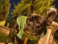 OĞLUMU SAHİPLENDİRİYORUM FRENCH BULLDOG