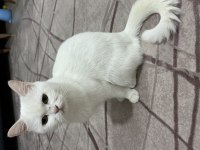 1,5 Yaş Dişi British Shorthair