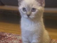 SAHİBİNDEN TÜM EŞYALARI İLE UYGUNA SAFKAN KEDİMİZ