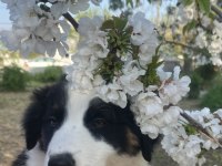 Sevimli border collie yavrular