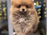 Minicik Pomeranian Boo