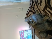3 aylık tüm karma aşıları yapılmış ERKEK kedimiz
